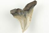 Snaggletooth Shark (Hemipristis) Tooth - Aurora, NC #203591-1